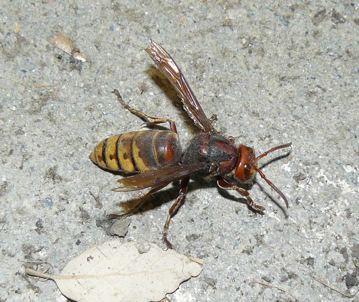 calabrone (Vespa crabro) maschio