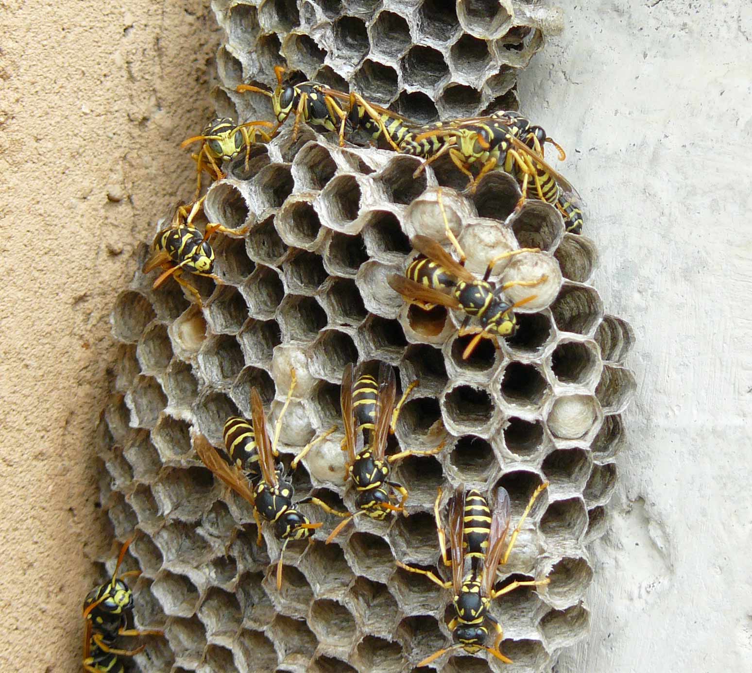 Polistes dominulus