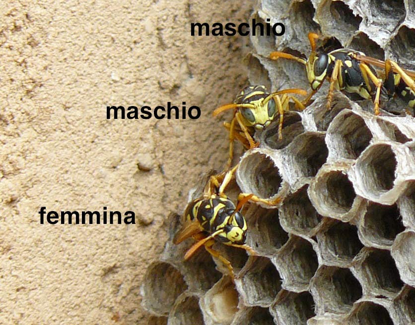 Polistes gallicus