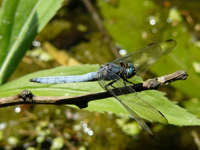 Orthetrum brunneum vs O. coerulescens