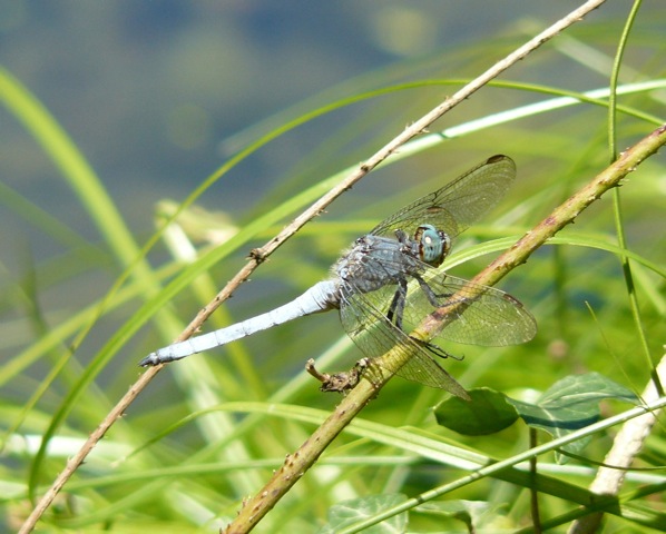 Orthetrum brunneum vs O. coerulescens