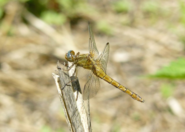 Orthetrum coerulescens