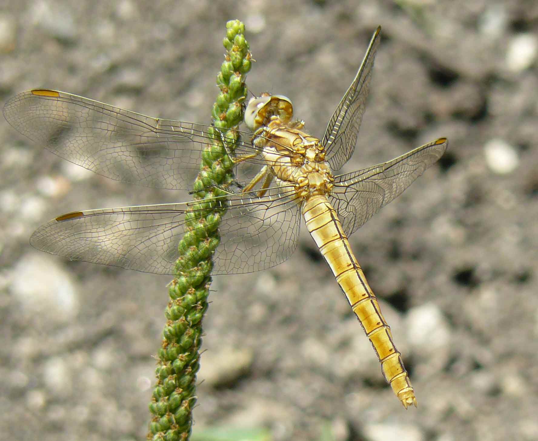 Libellula da ID