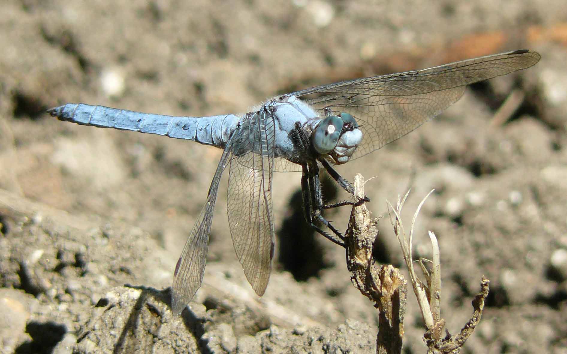 Libellula da ID