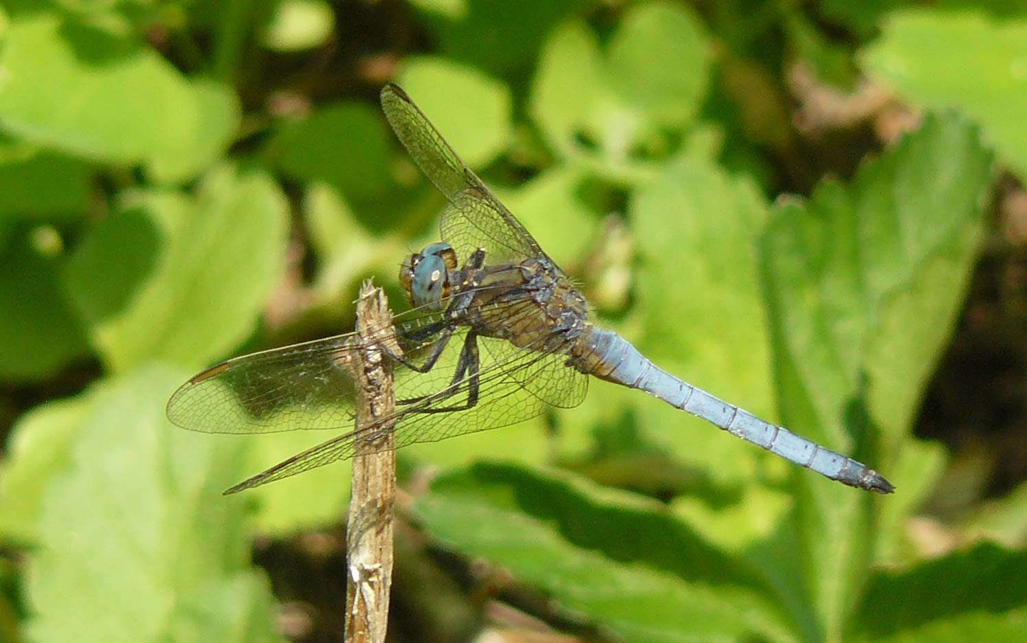 Libellula da ID