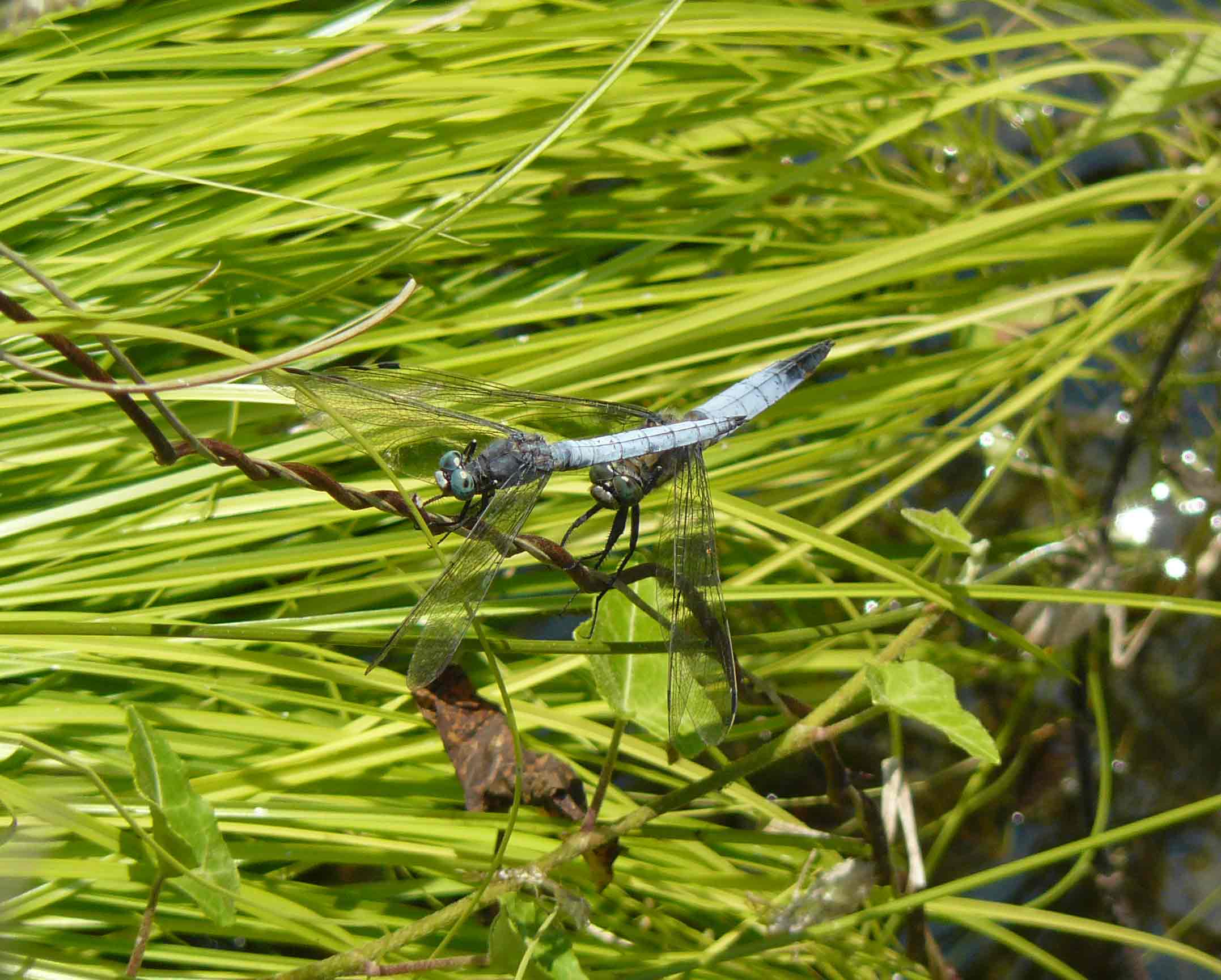 Orthetrum cancellatum e Orthetrum coerulescens, mm
