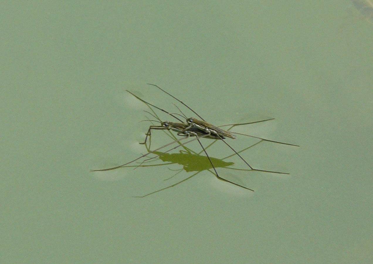 gerridae