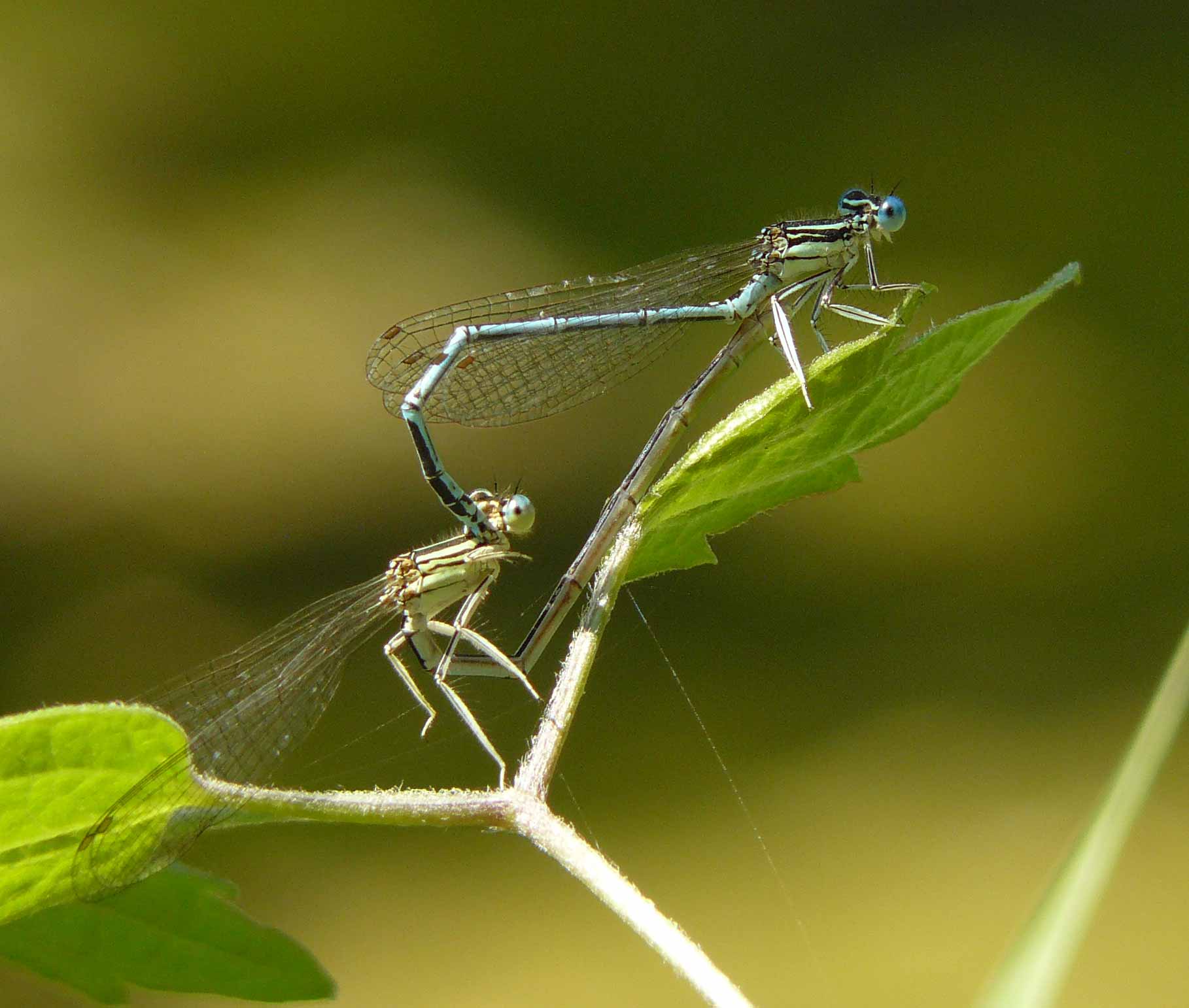 Platycnemis pennipes