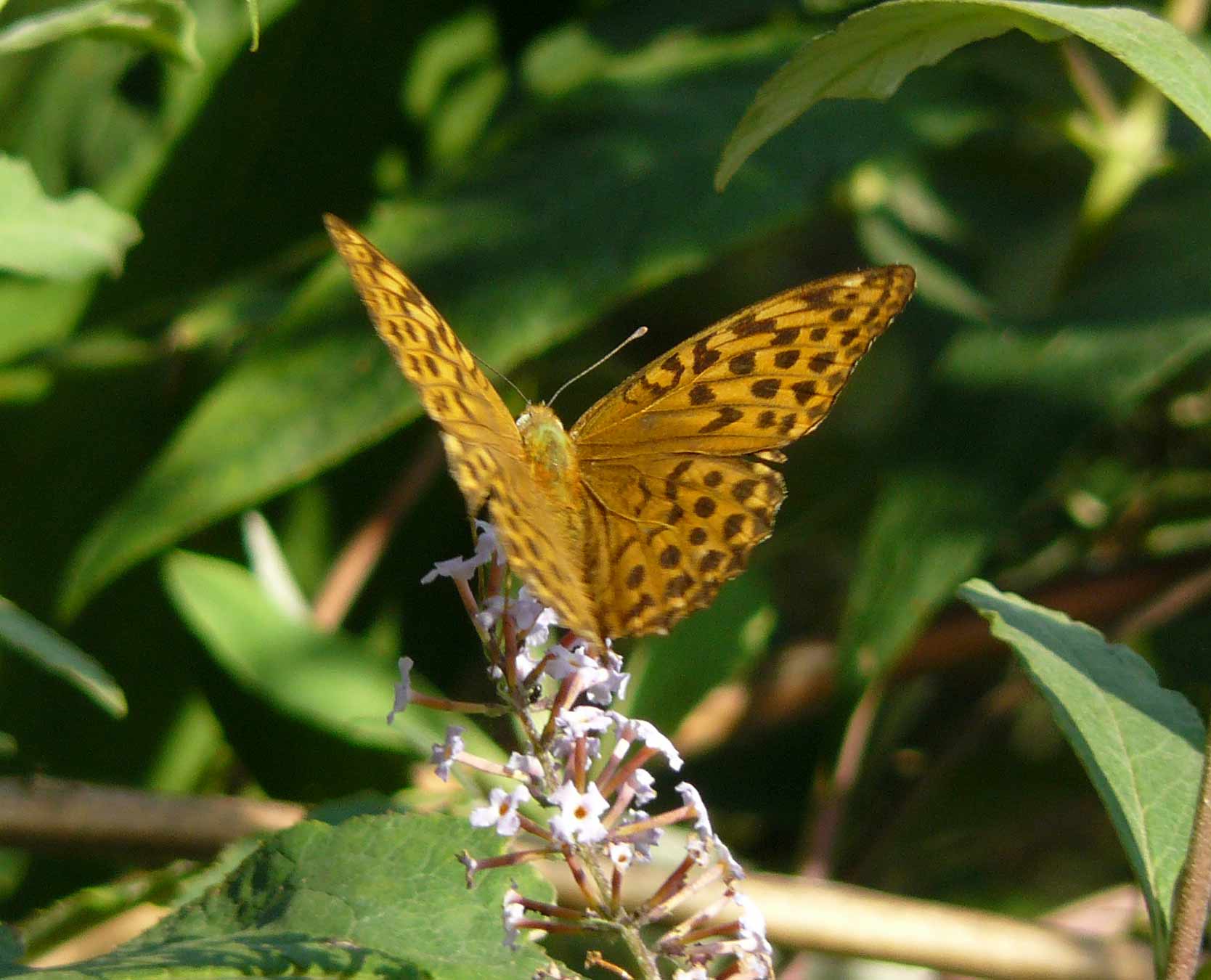 Argynnis paphia f ???