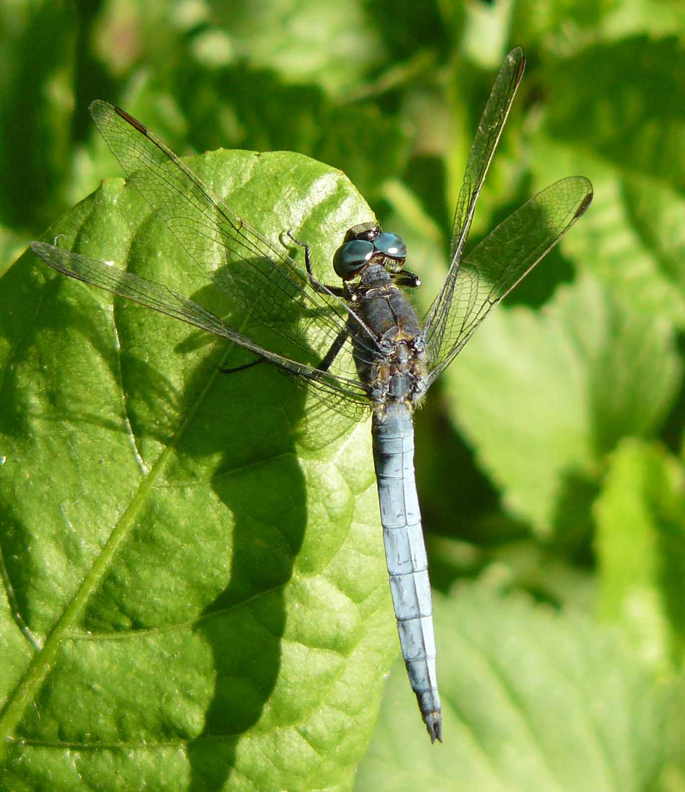 Libellula da ID