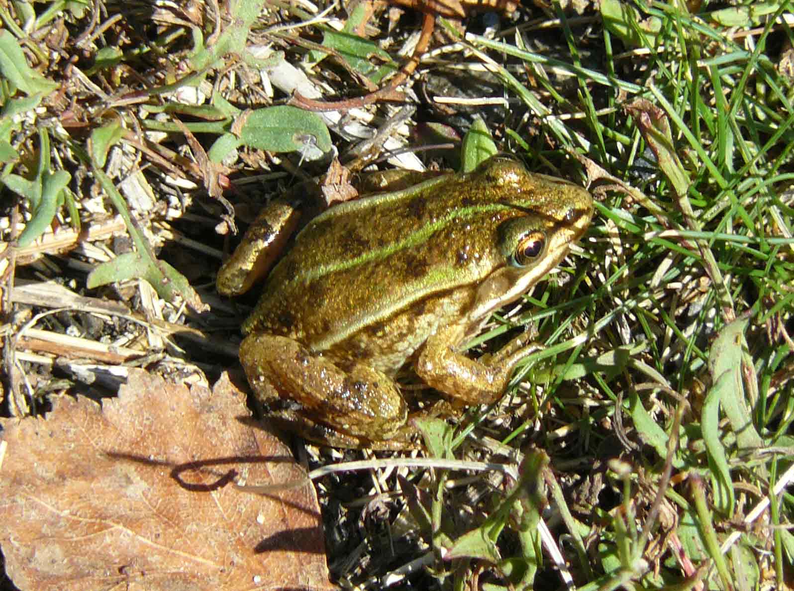 rana - probab. Pelophylax lessonae (prov. Sondrio)
