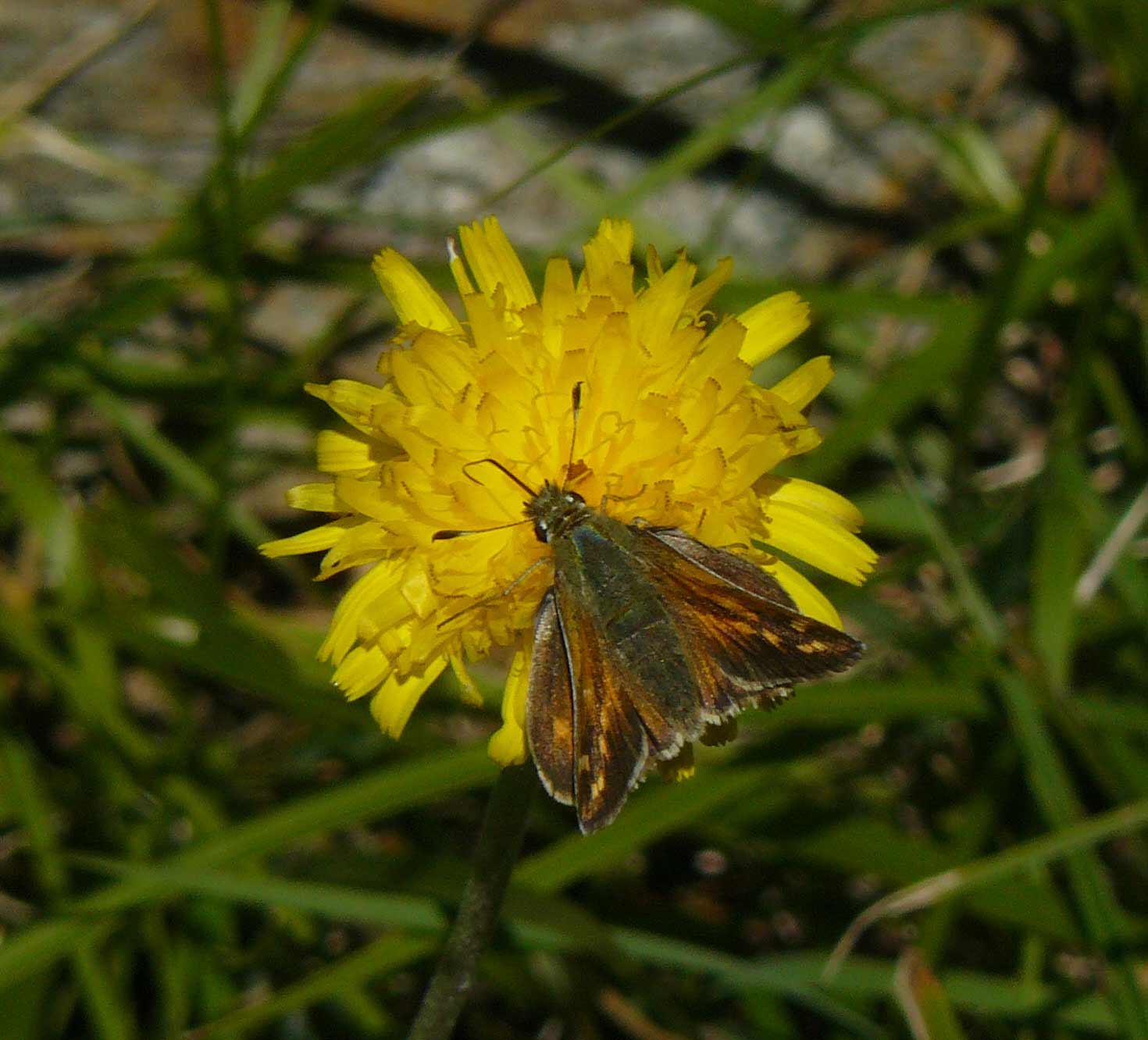 Ochlodes sylvanus