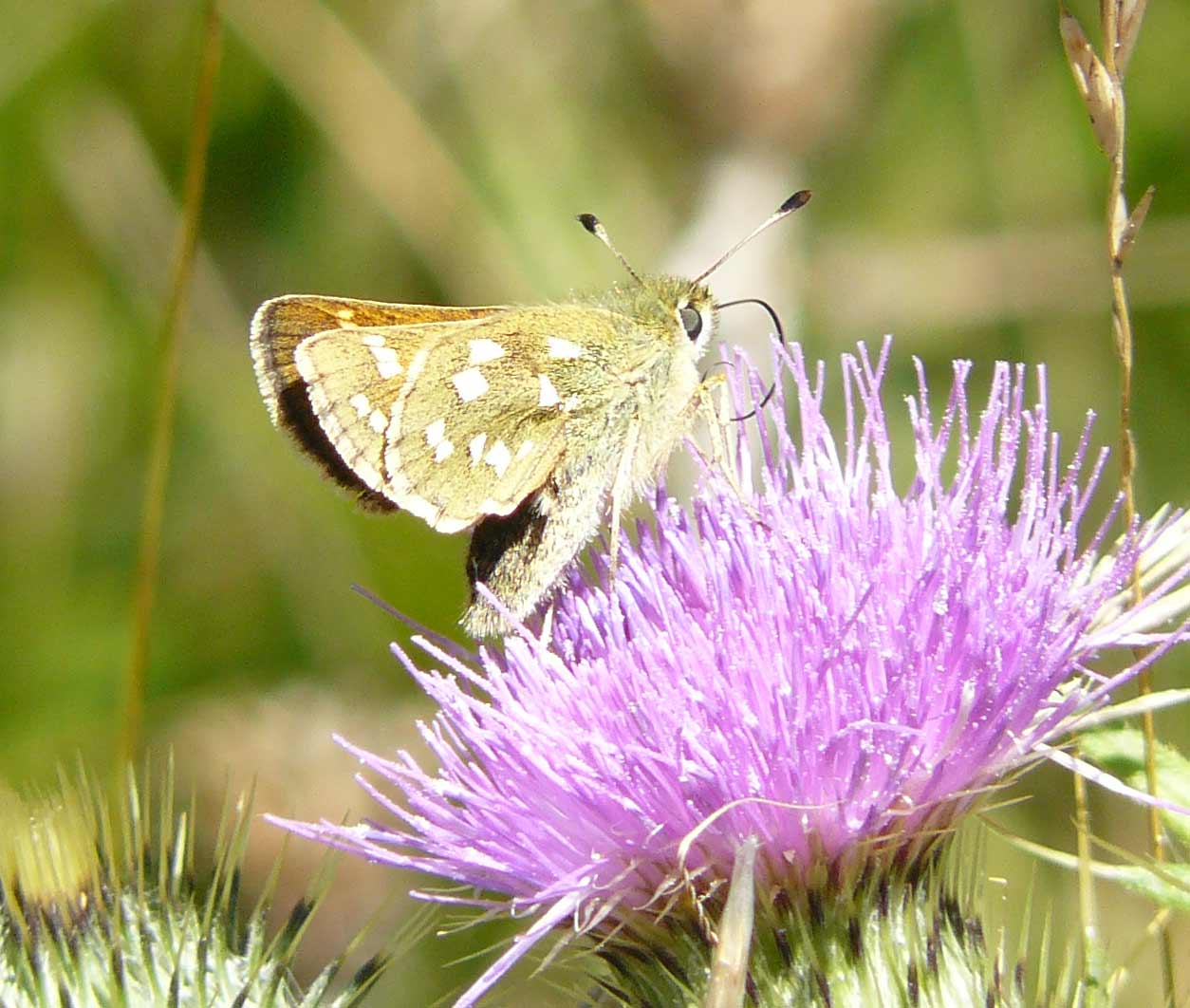 Ochlodes sylvanus