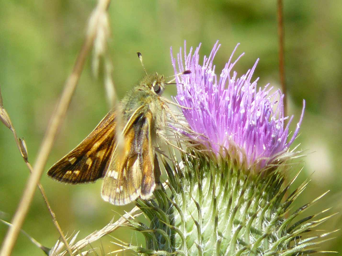 Ochlodes sylvanus