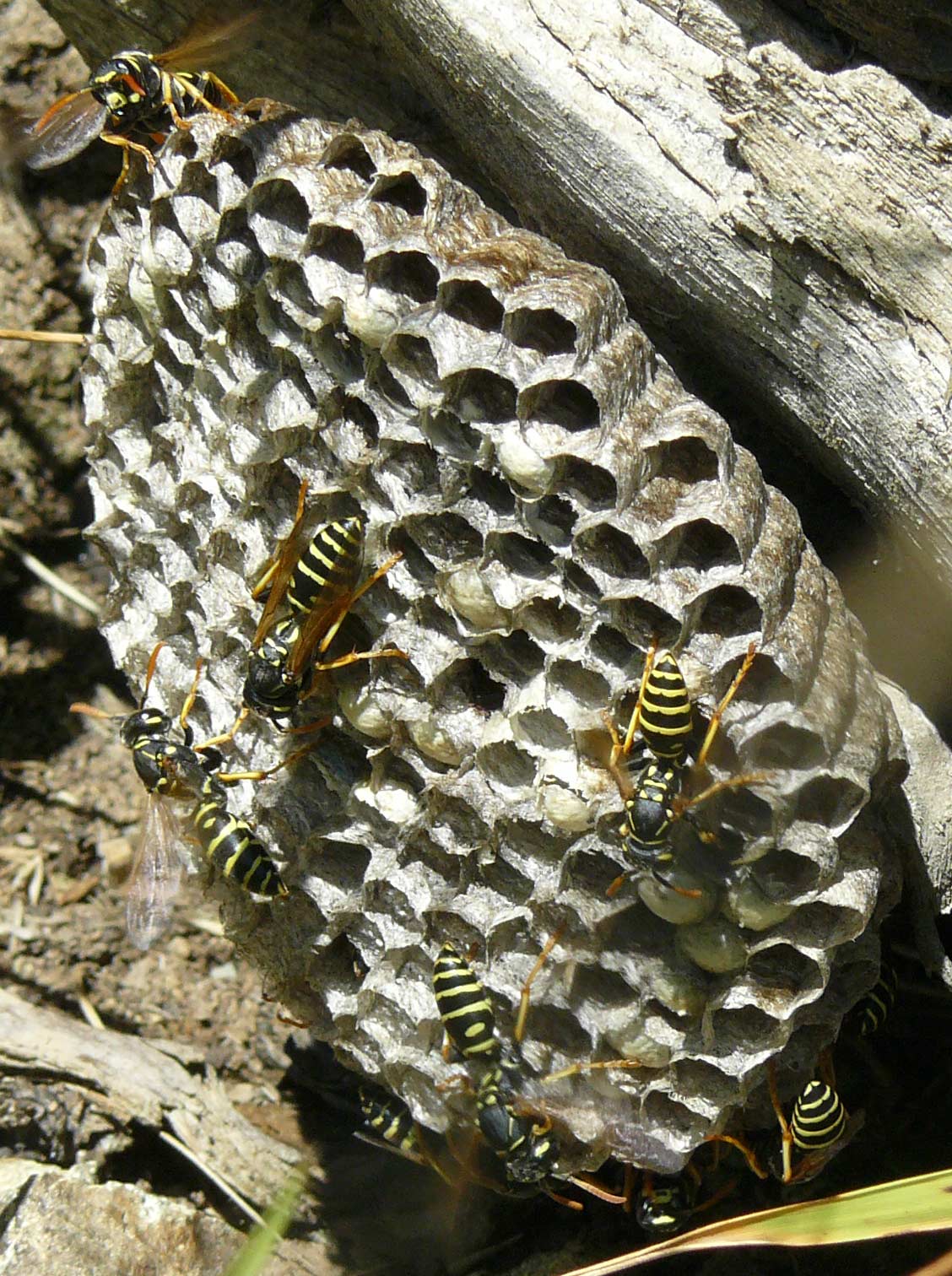 Polistes nimpha