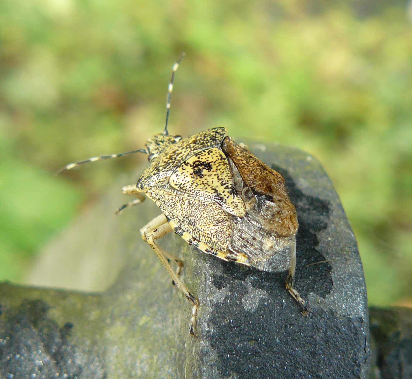 Rhaphigaster nebulosa?? S