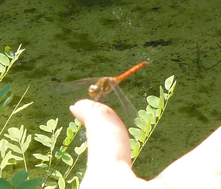 Sympetrum striolatum