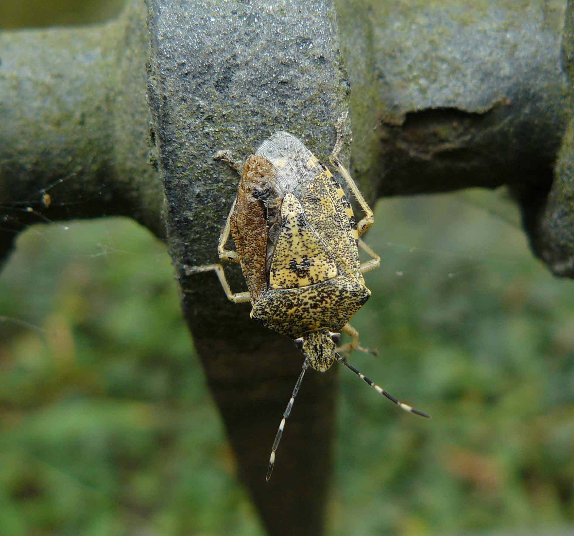 Rhaphigaster nebulosa?? S