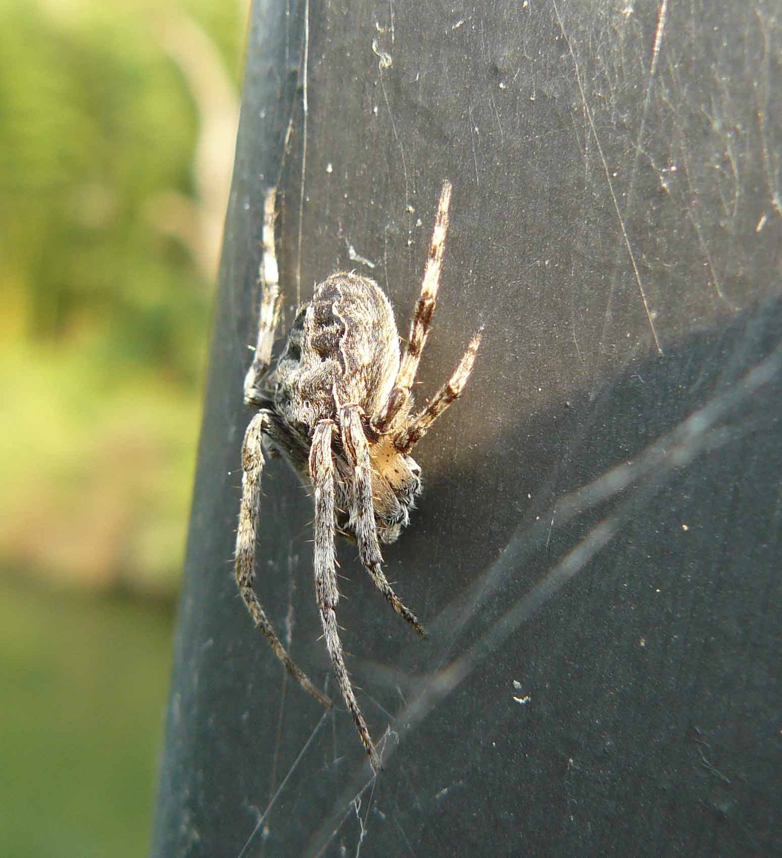 accoppiamento? di Larinioides sp