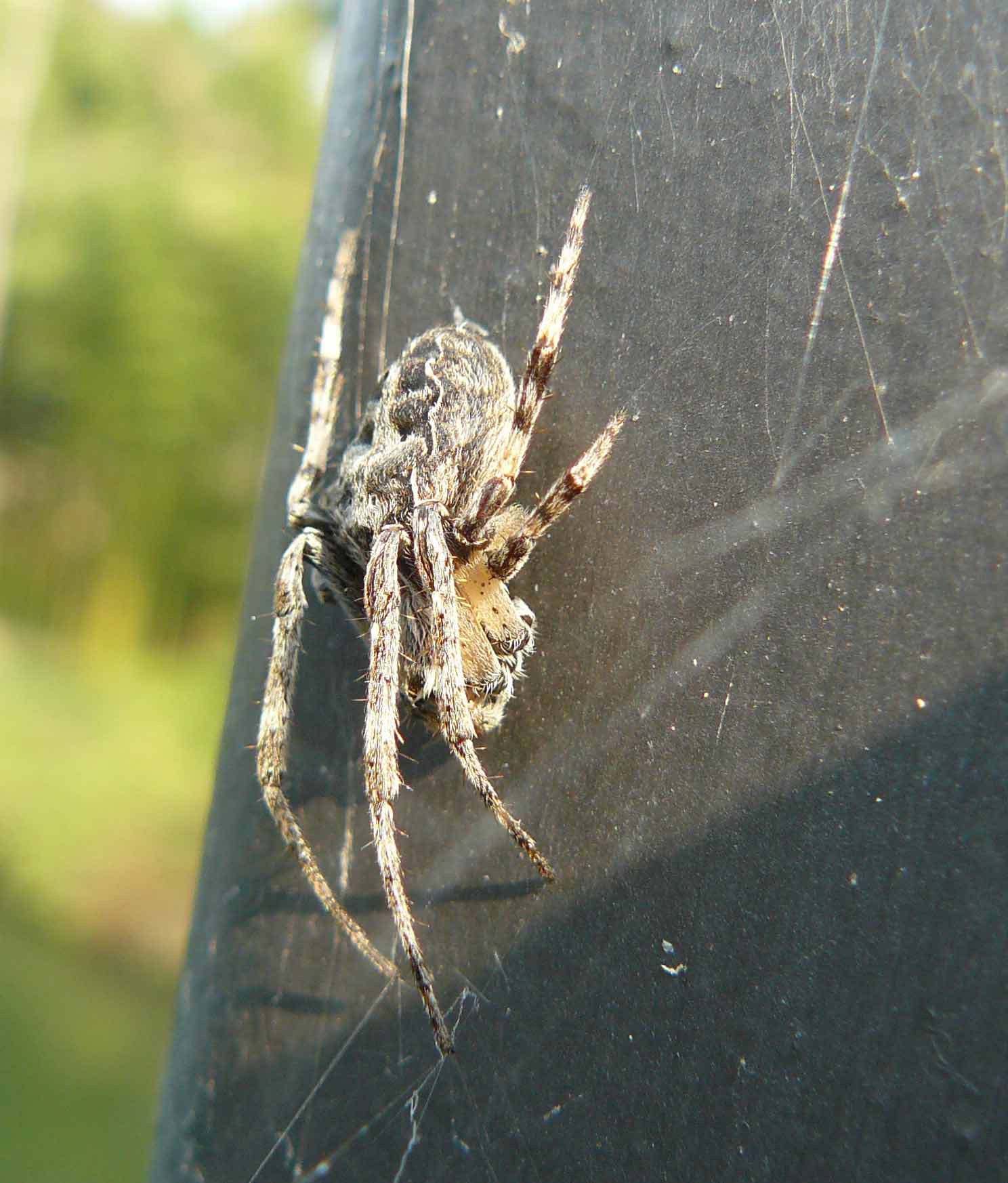 accoppiamento? di Larinioides sp