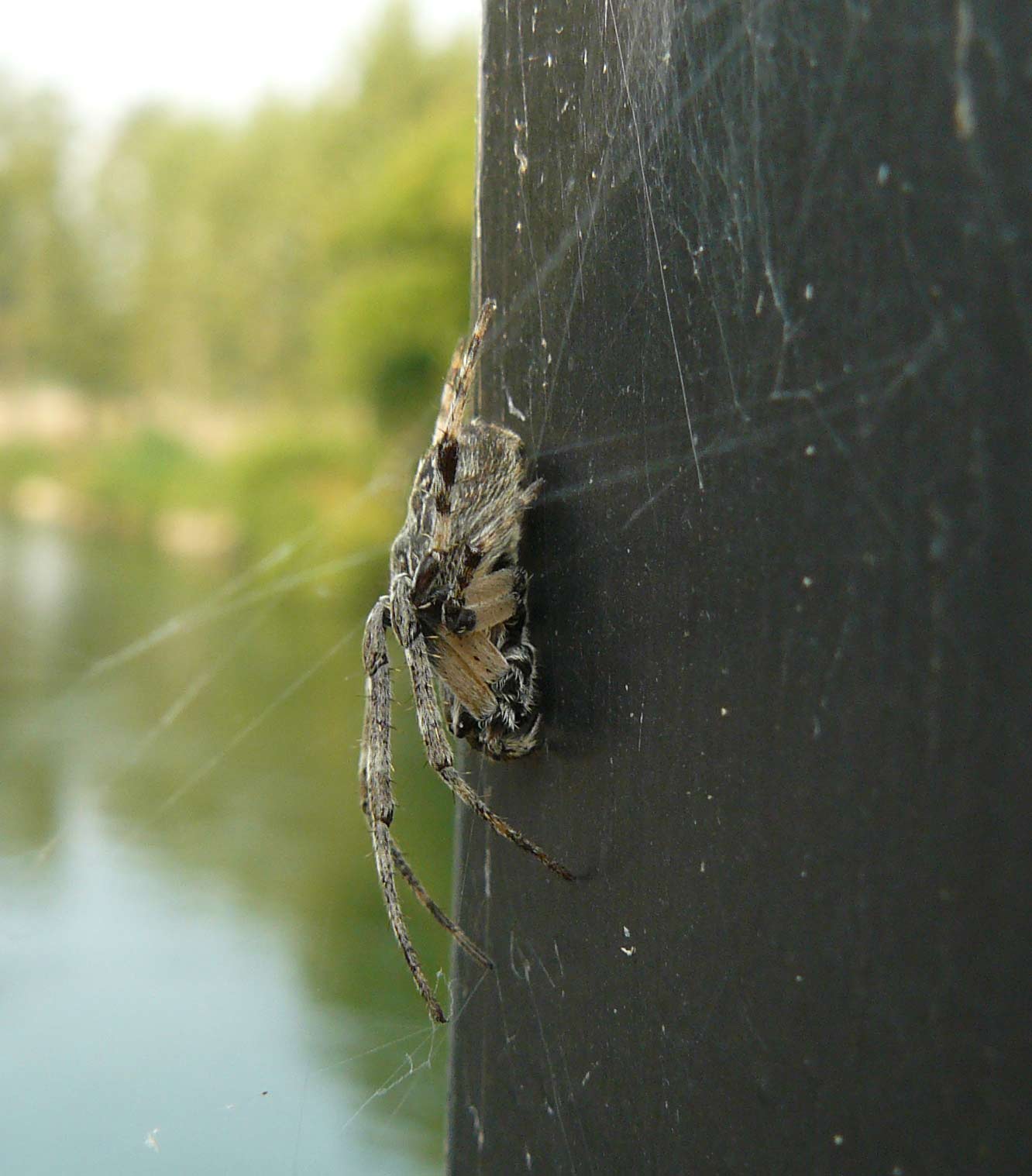 accoppiamento? di Larinioides sp