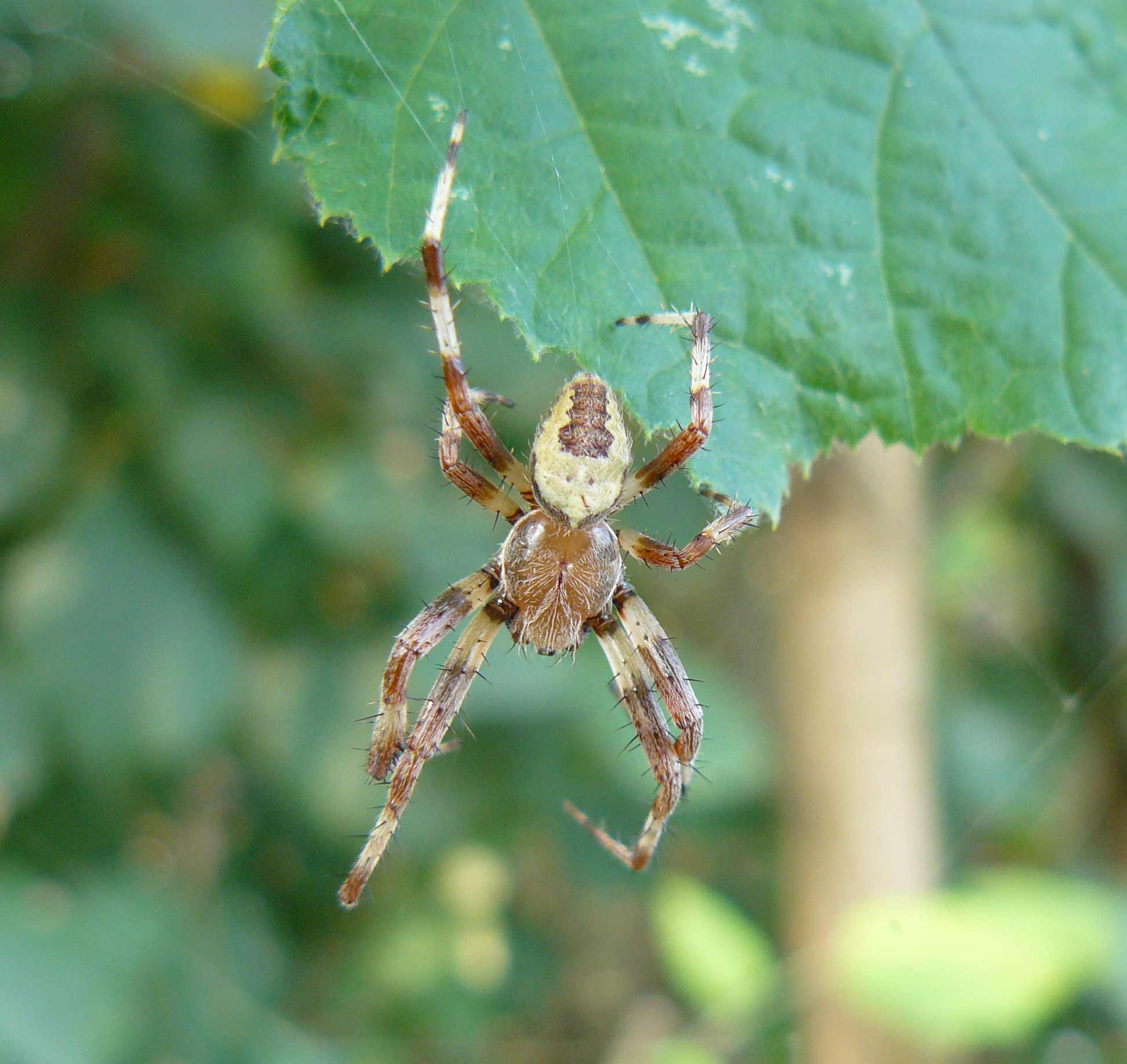 Araneus marmoreus var. pyramidatus