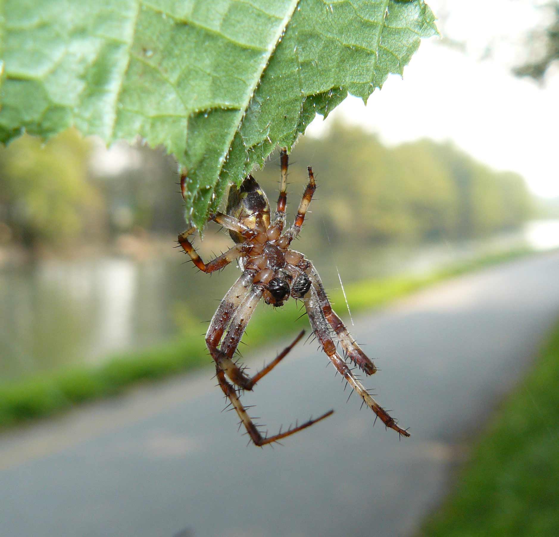 Araneus marmoreus var. pyramidatus