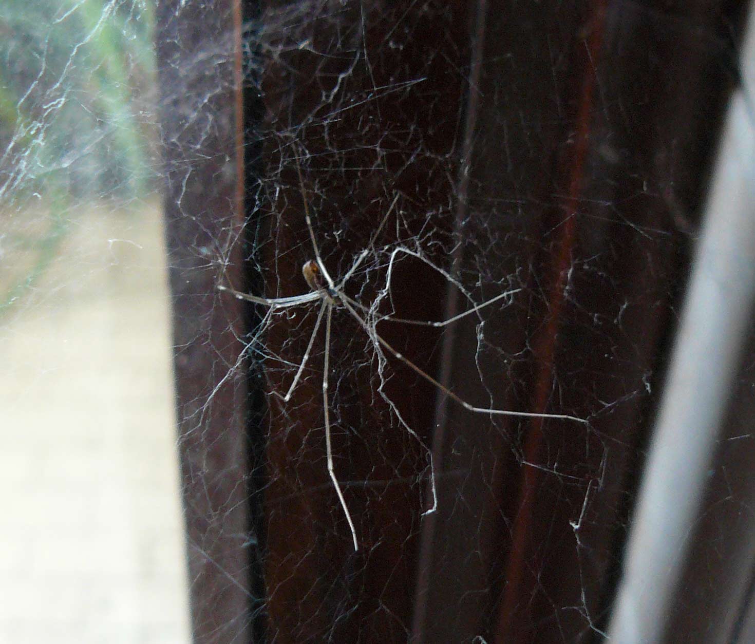 Holocnemus pluchei
