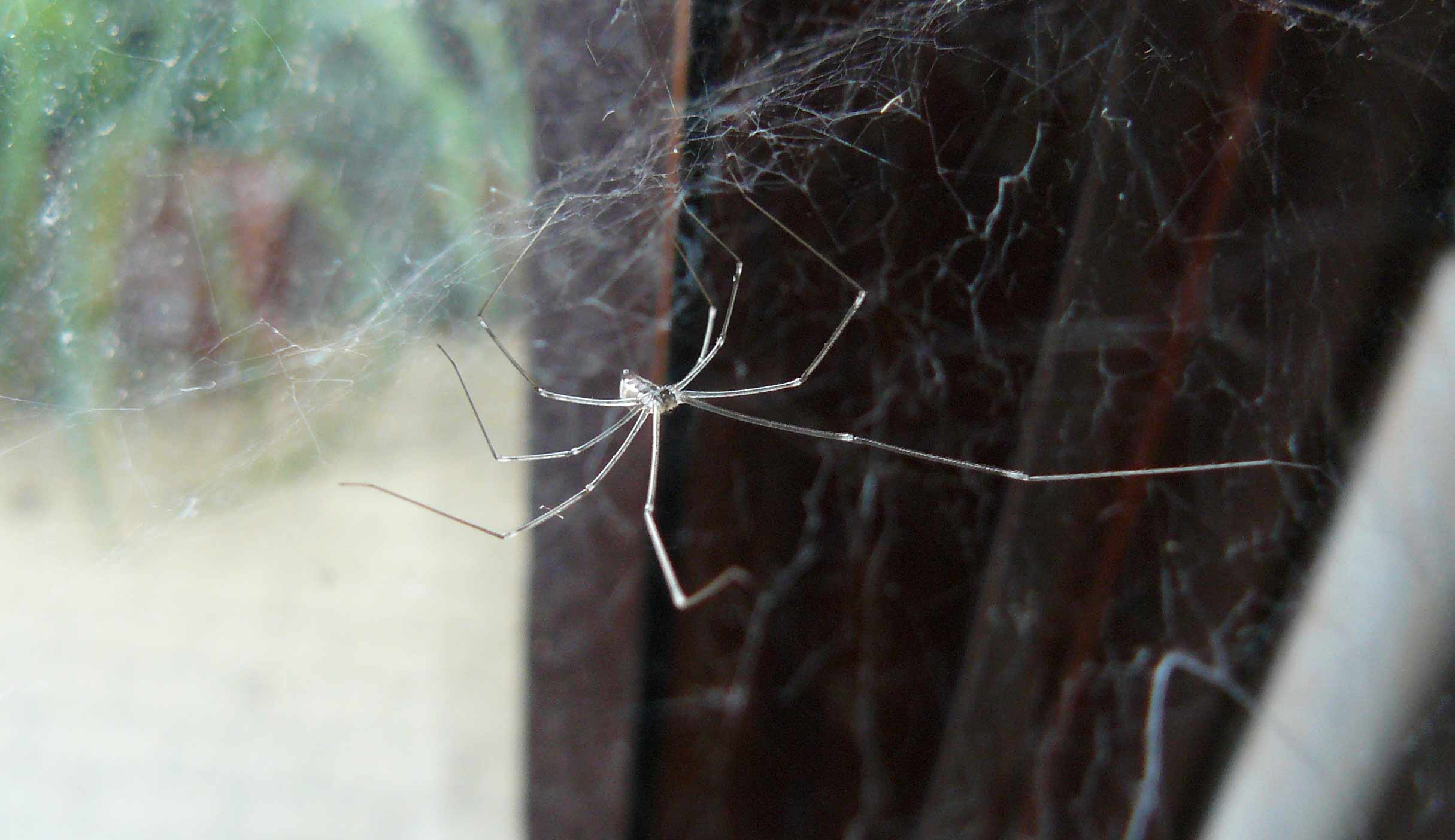 Holocnemus pluchei