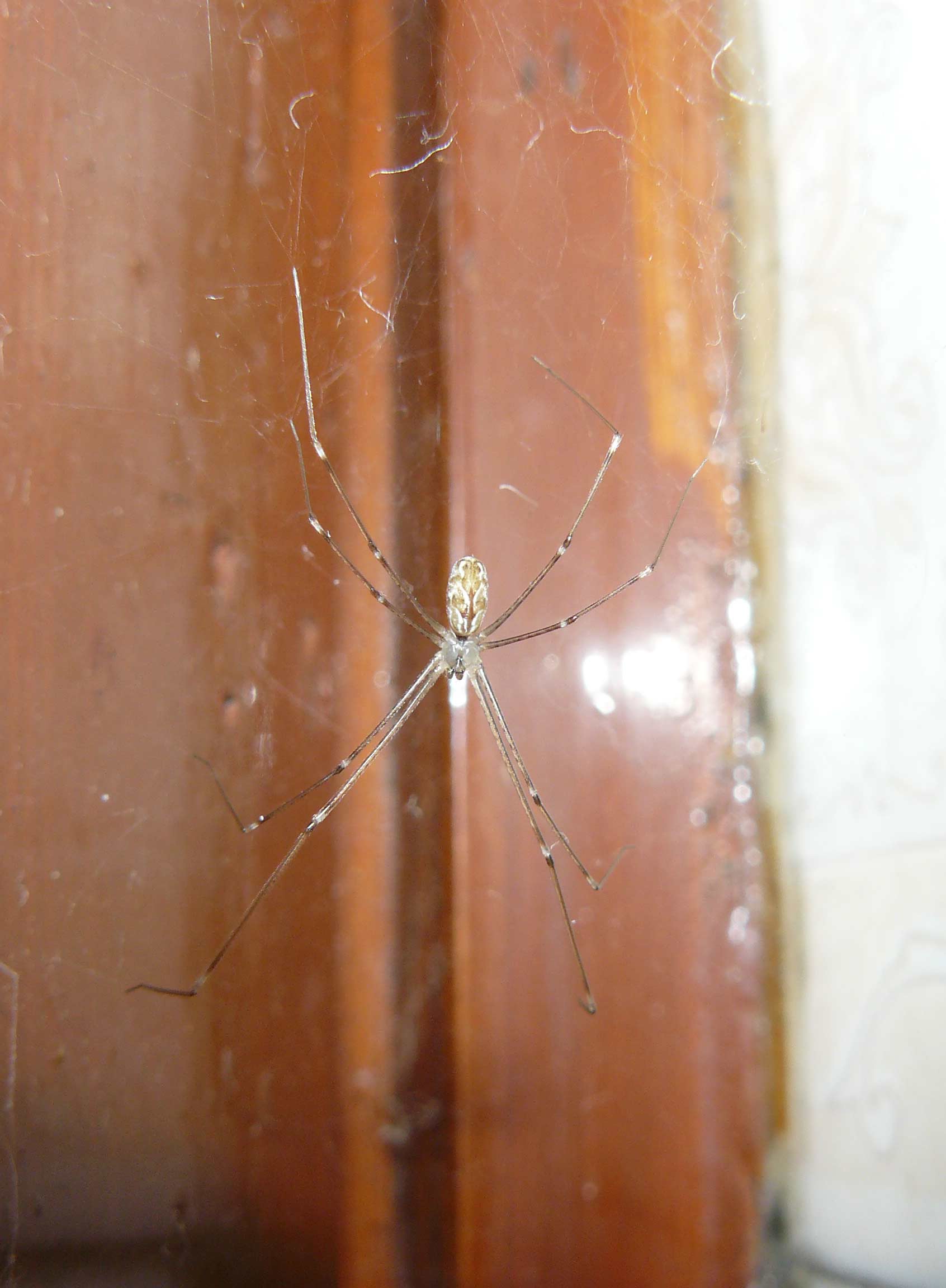 Holocnemus pluchei
