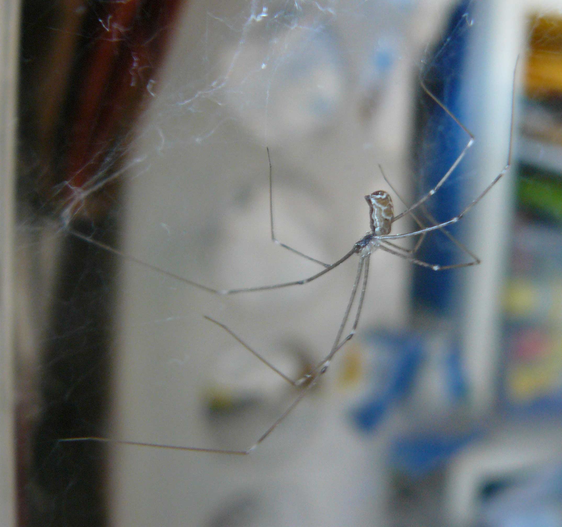 Holocnemus pluchei