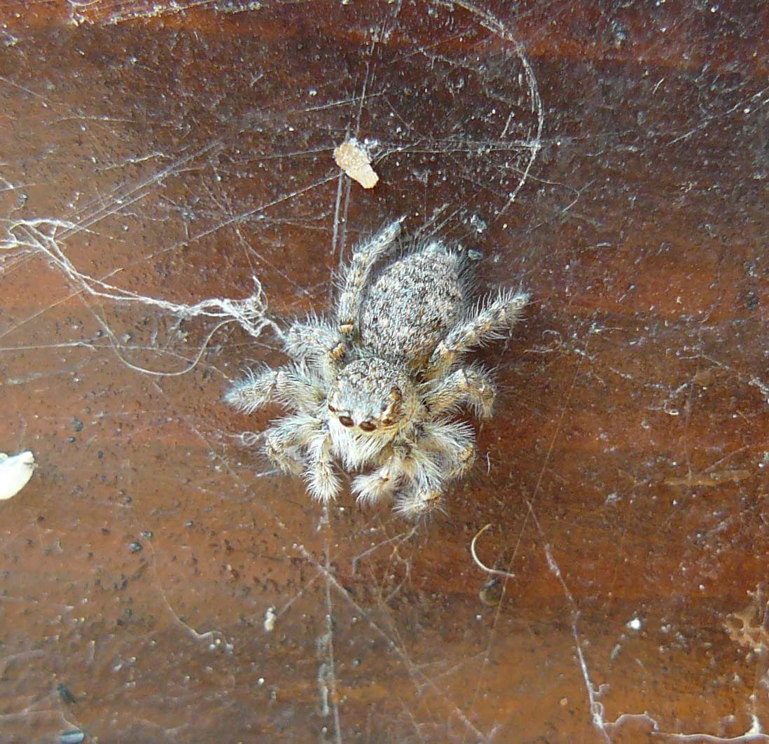Philaeus chrysops