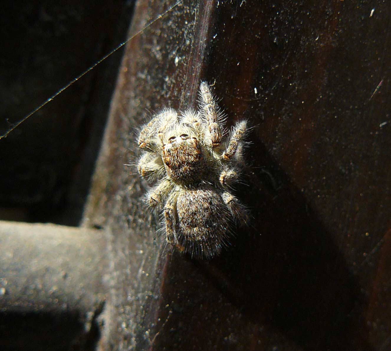 Philaeus chrysops