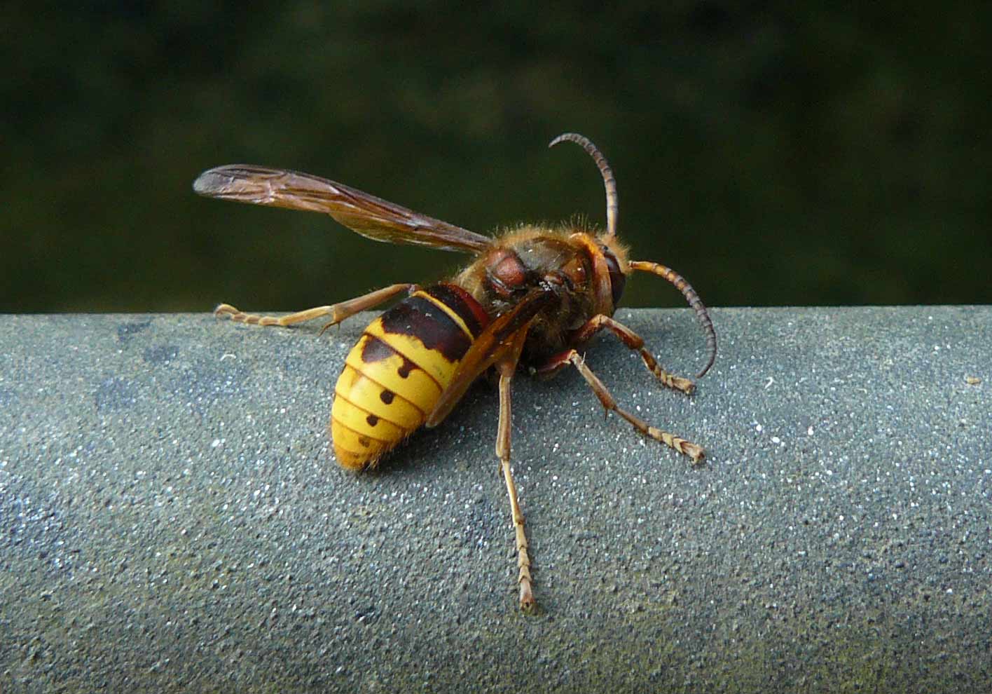calabrone (Vespa crabro) maschio
