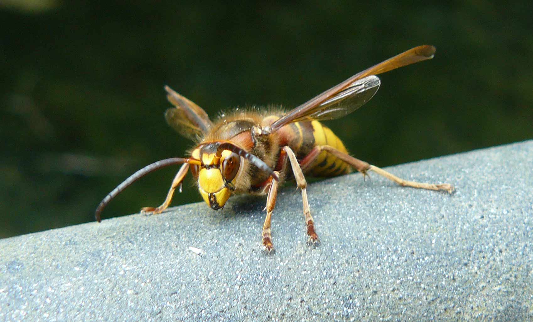 calabrone (Vespa crabro) maschio