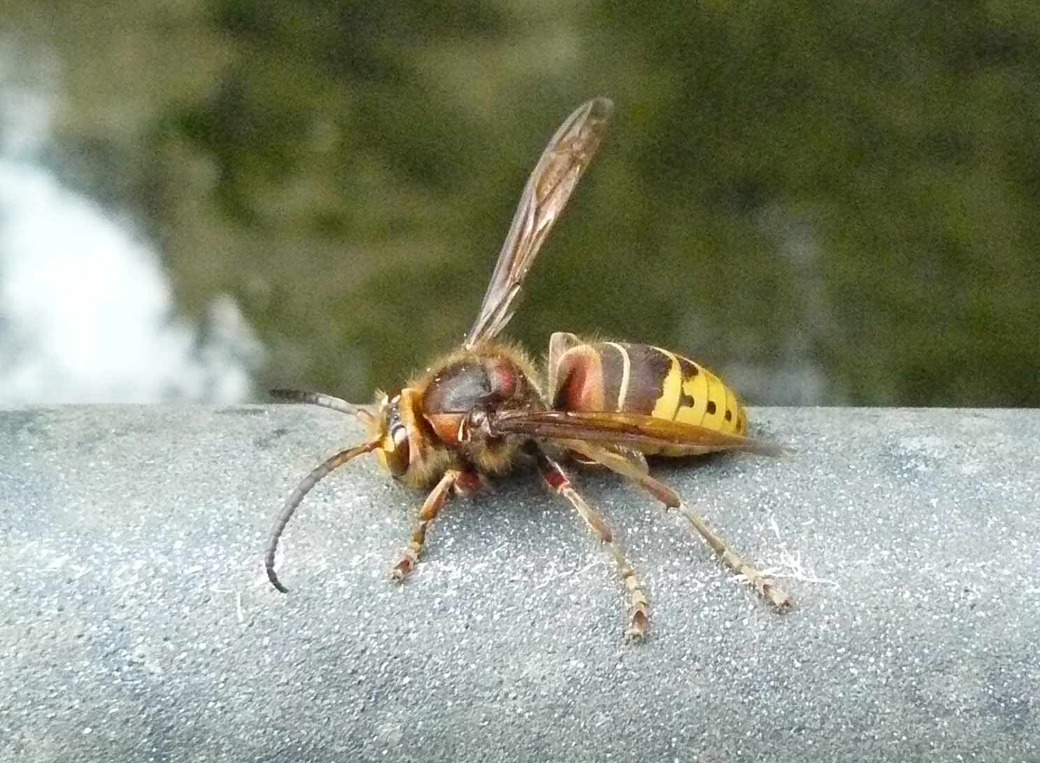 calabrone (Vespa crabro) maschio