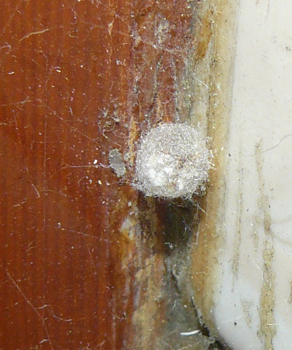 Holocnemus pluchei
