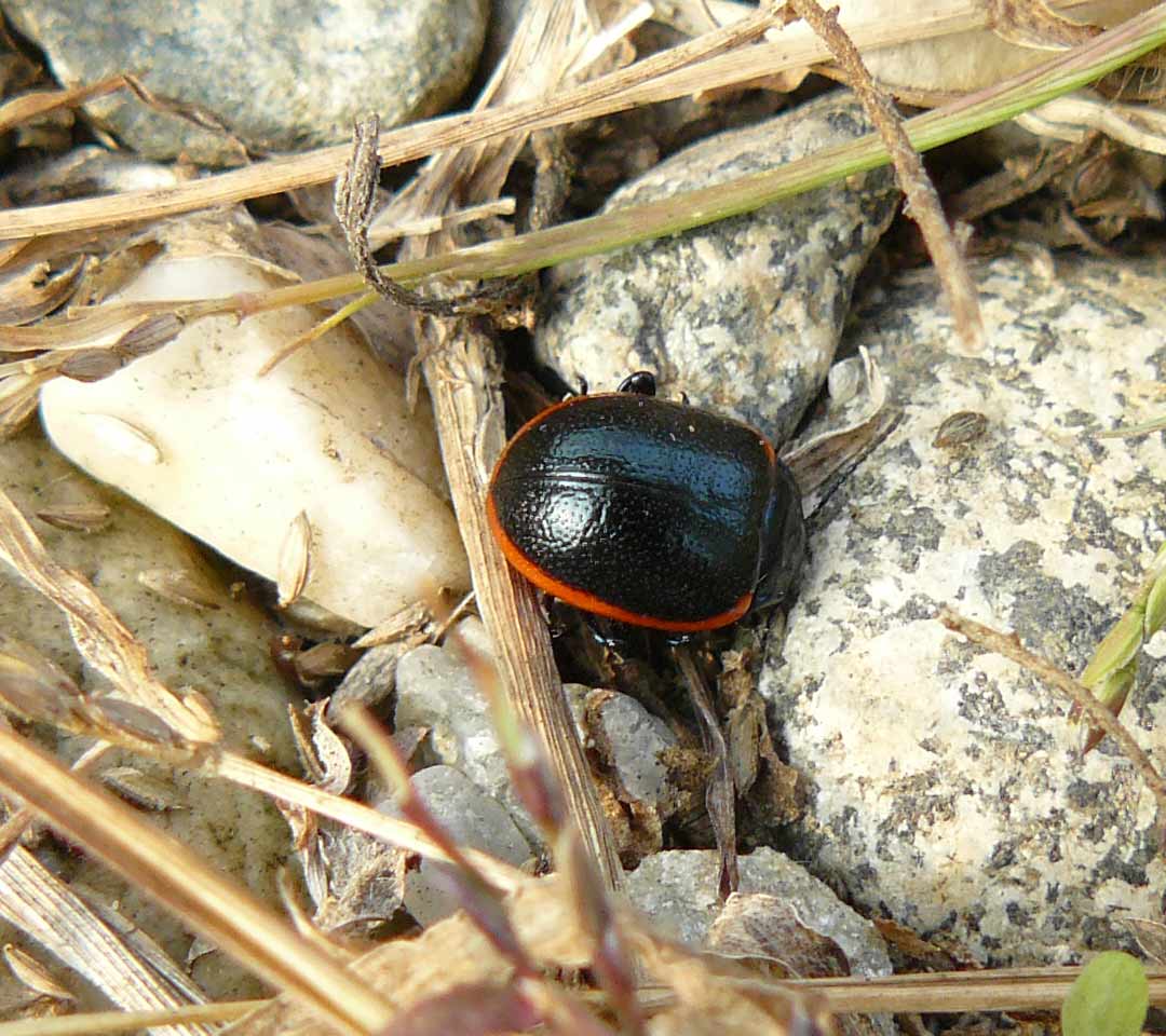 Crysolina rossia o sanguinolenta?
