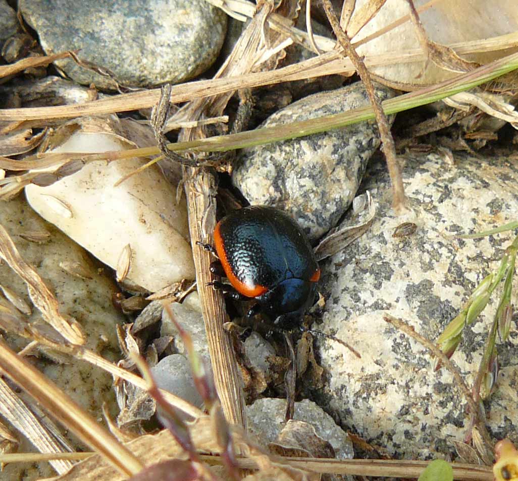 Crysolina rossia o sanguinolenta?