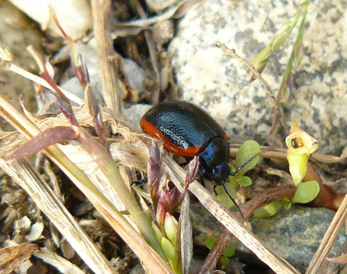Crysolina rossia o sanguinolenta?