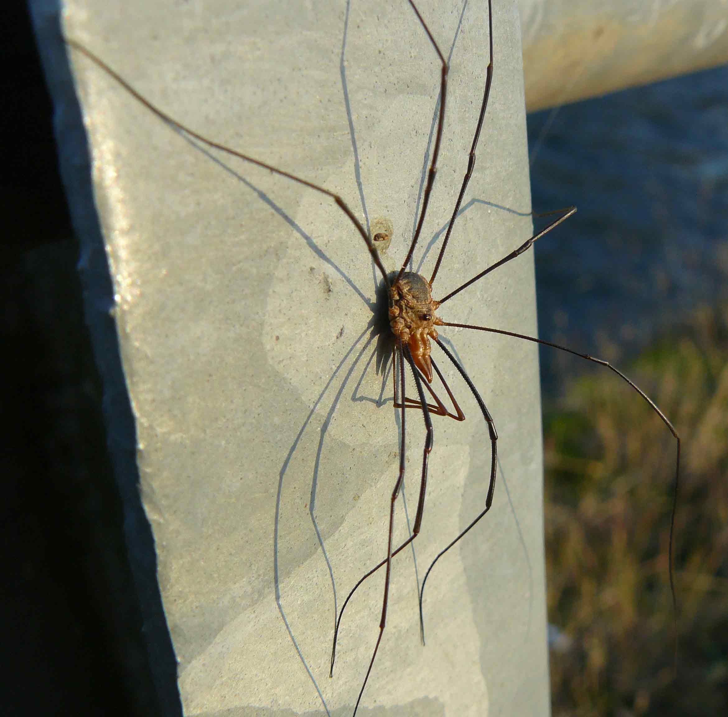 Phalangium opilio da Cornate (MB)