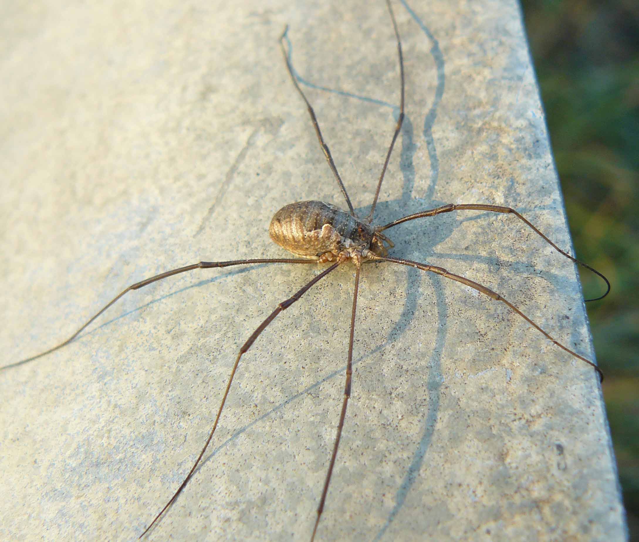 Phalangium opilio da Cornate (MB)