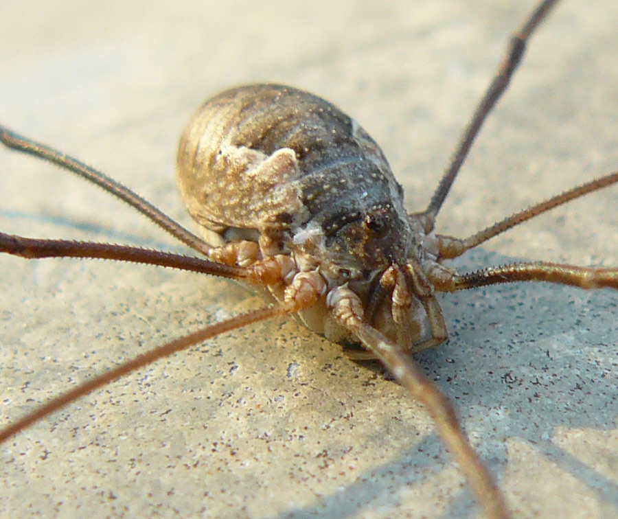 Phalangium opilio da Cornate (MB)