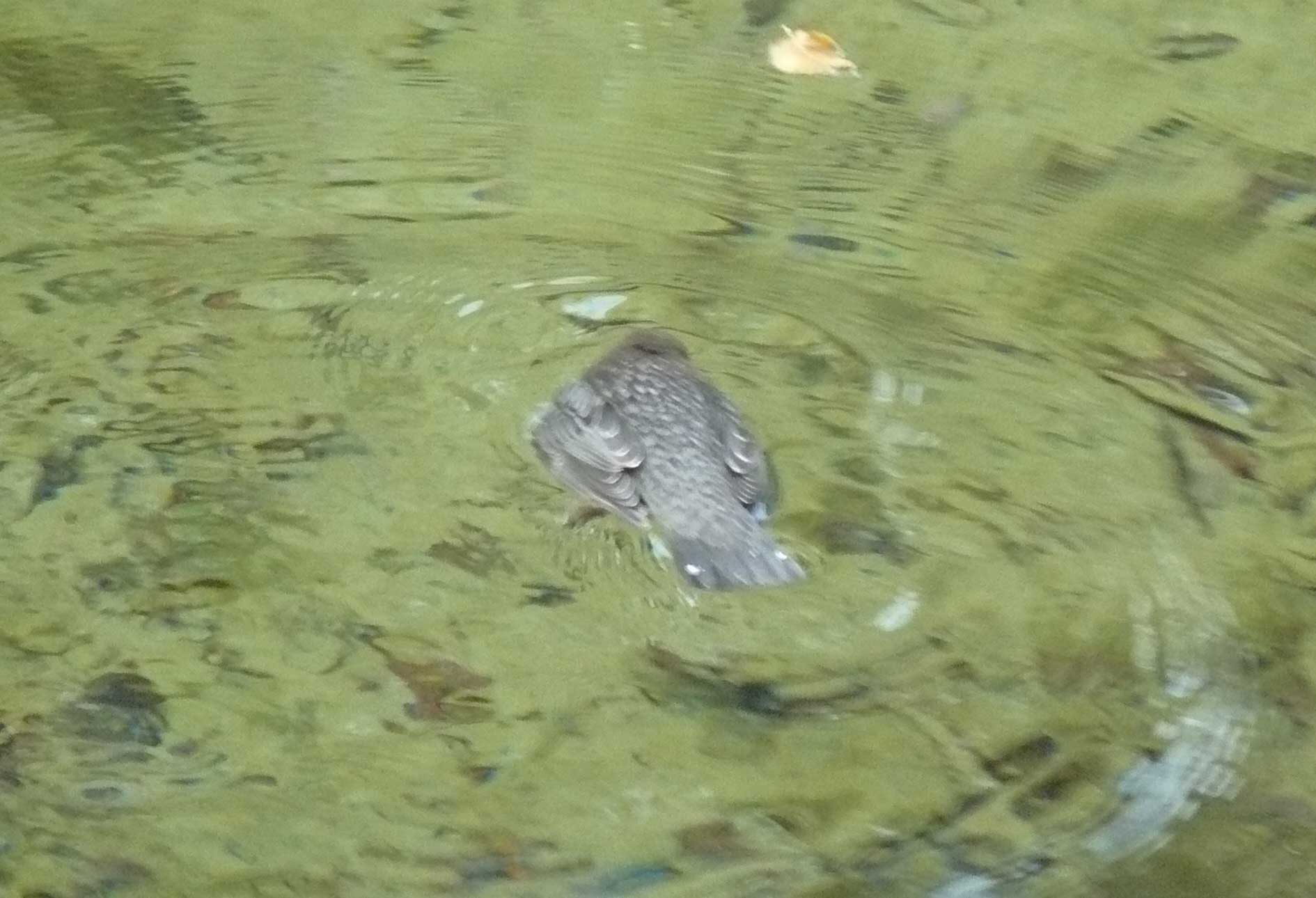 Merlo Acquaiolo, Cinclus cinclus
