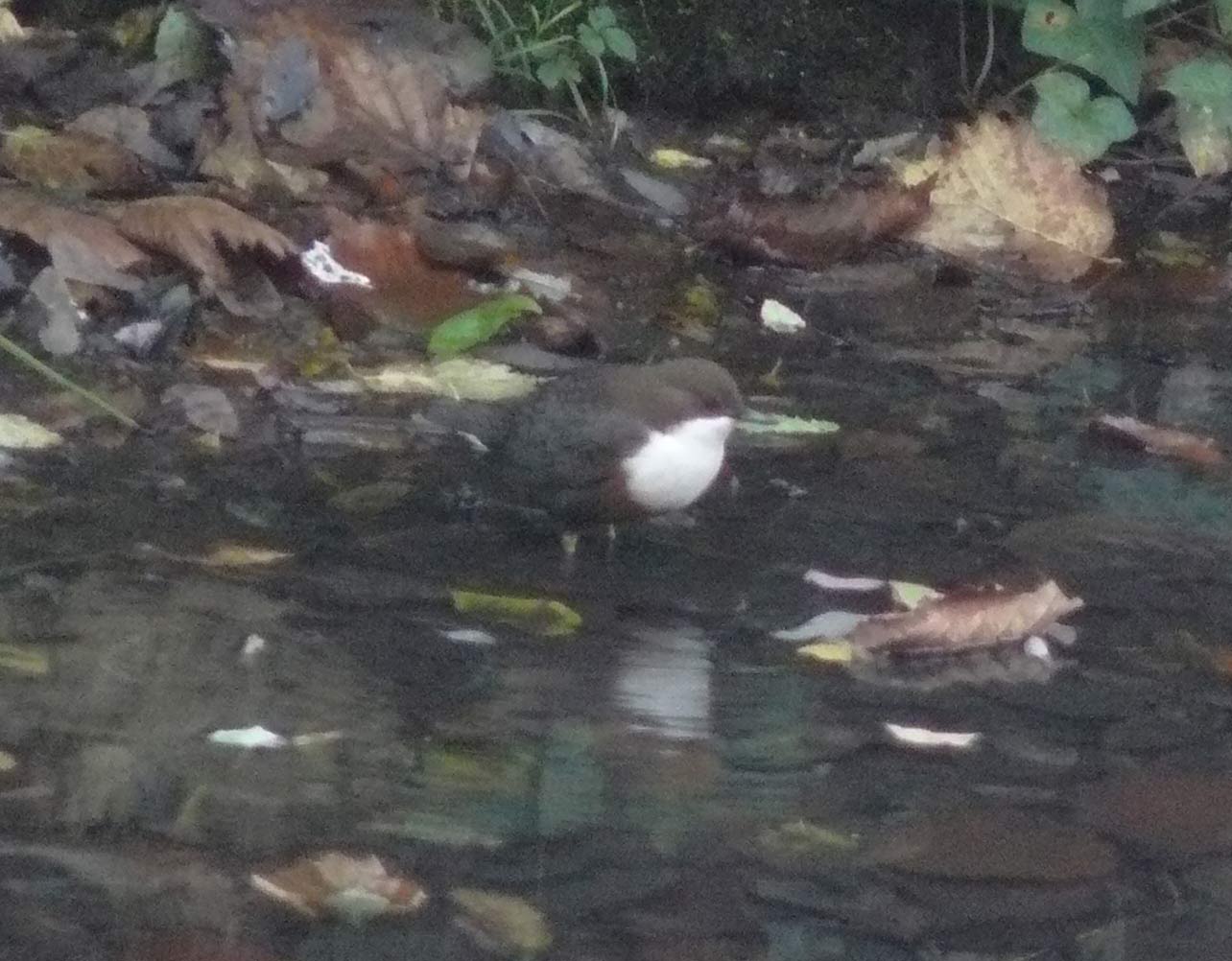 Merlo Acquaiolo, Cinclus cinclus