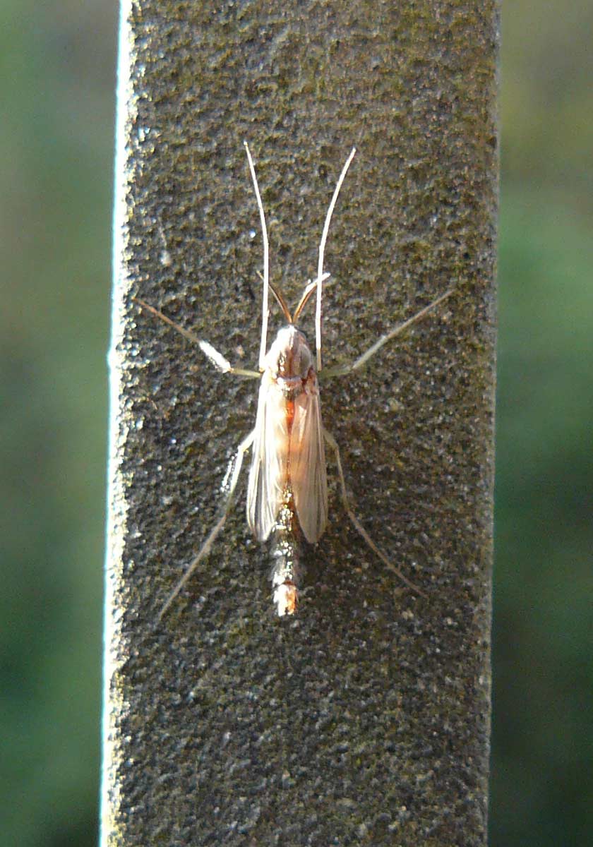Chironomidae?