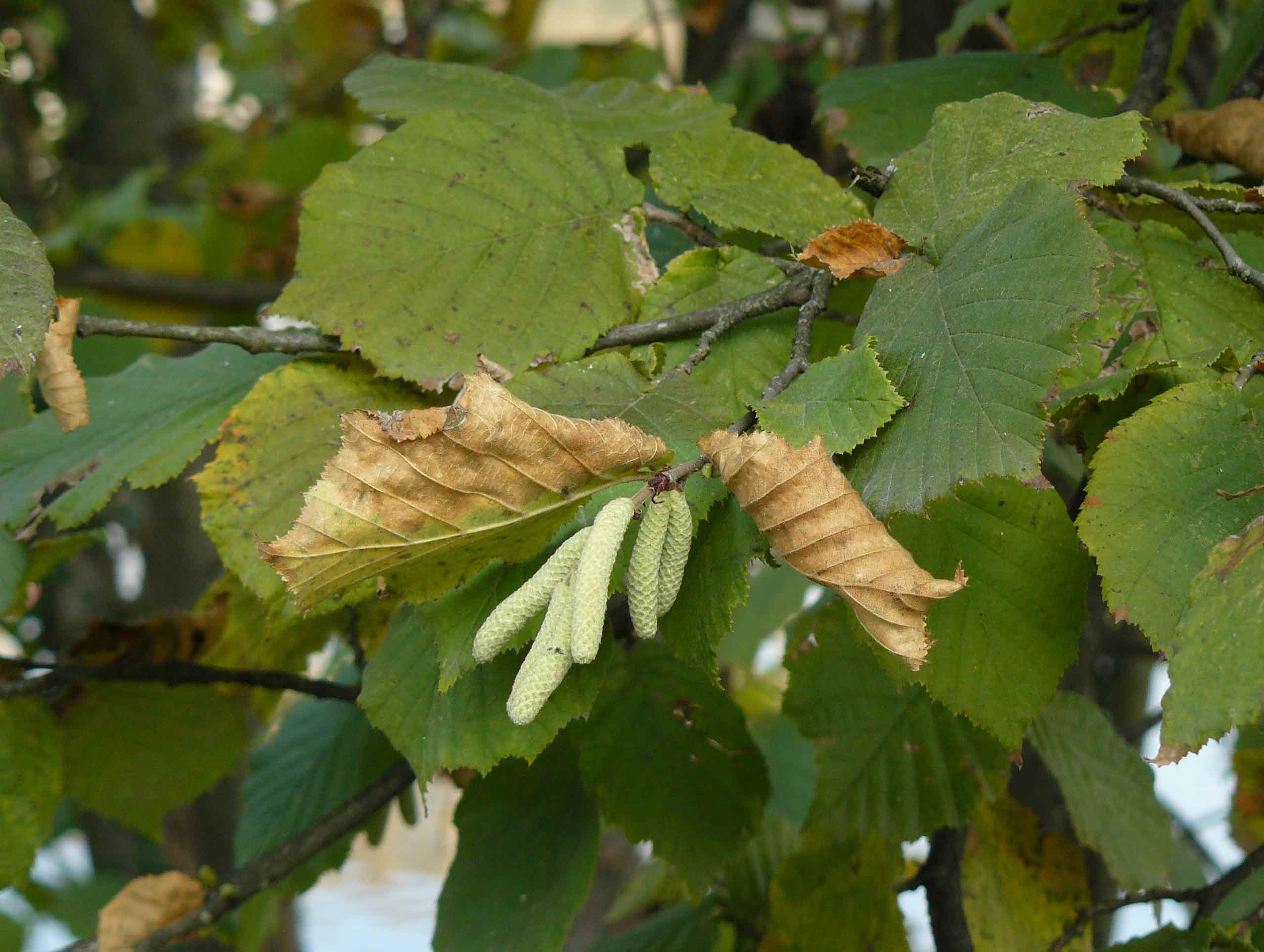 Corylus avellana / Nocciolo