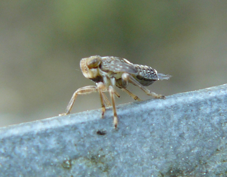 Samurai - instar di Cicadellidae