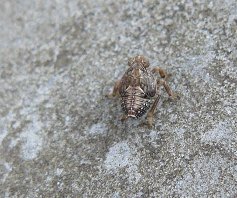 Samurai - instar di Cicadellidae