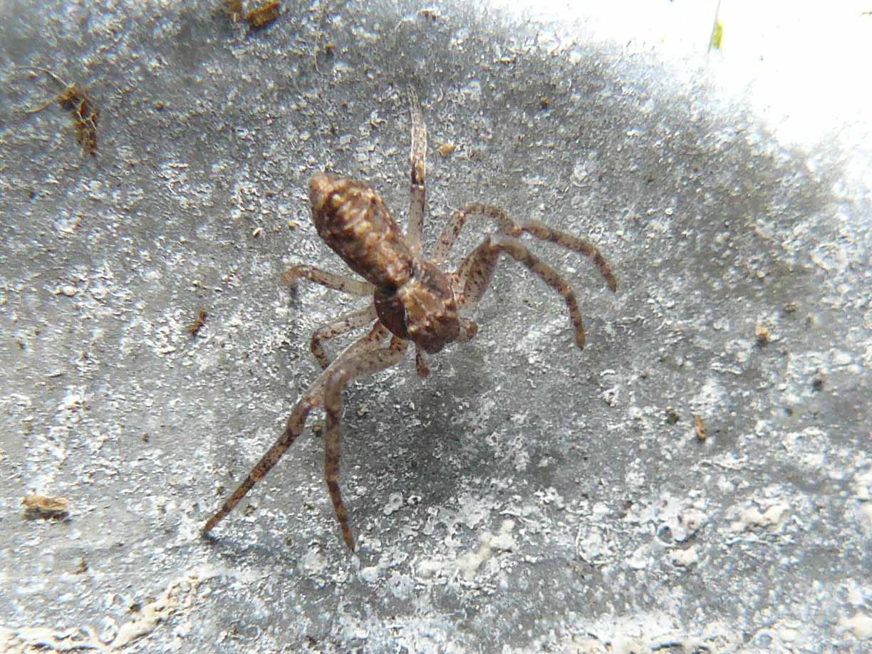 Tmarus sp.